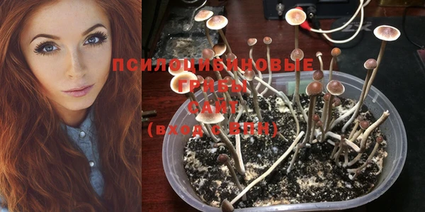 PSILOCYBIN Алексеевка